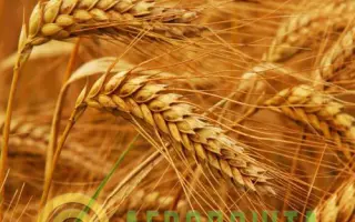 Мироновская 31 / Миронівська 31