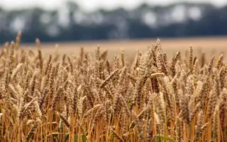 Мироновская 61 / Миронівська 61