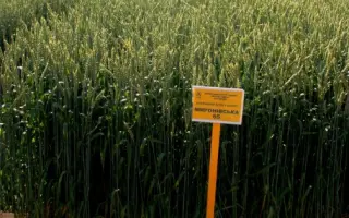 Мироновская п/интен. / Миронівська напівінтенсивна