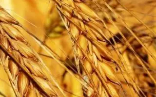 Нива одеська