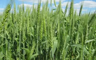 Нота одеська