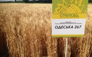 Одеська 267 (100/92) / Одеська 267