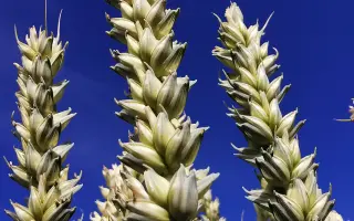 Polarkap / Поларкап