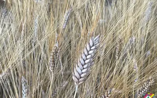 Пріма одеська