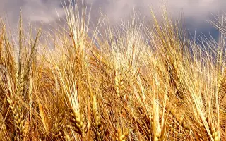 Родзинка одеська