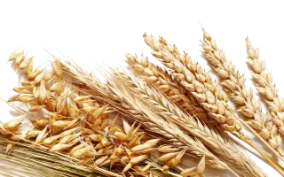 Tata Mata / Тата Мата