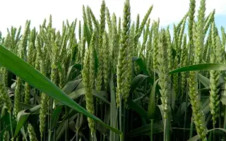 Традиція одеська