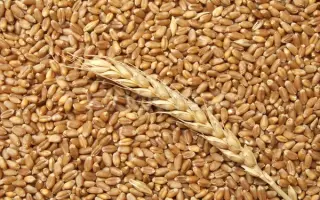 Украинка одесская / Українка одеська