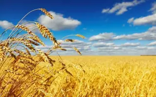 Федоровка / Федорівка