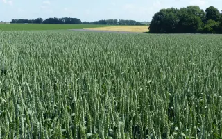 Akvitan / Аквітан