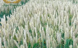 Alatus / Алатус