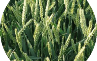 Alicia / Аліція