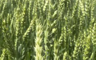 Anabel / Анабель