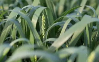 Arabella / Арабелла