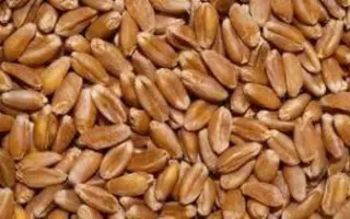 GRANUS / ГРАНУС