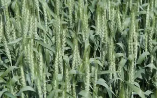 Granny / Гренні