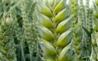 KWS Dorium / КВС Доріум