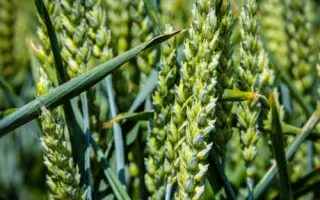 KWS Carusum / КВС Карусум