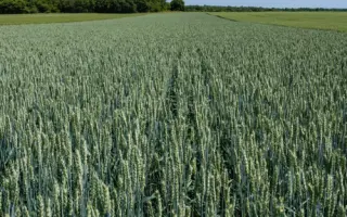 KWS Starlight / КВС Старлайт