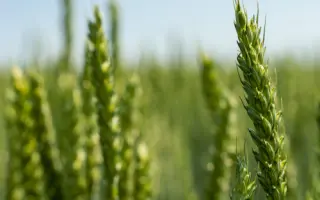 KWS Sharki / КВС Шаркі