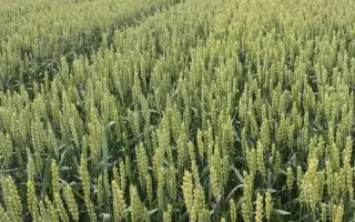 KWS Scirocco / КВС Шірокко