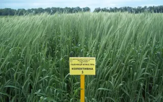 Колективна 3