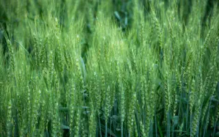 QUINTUS / КУІНТУС