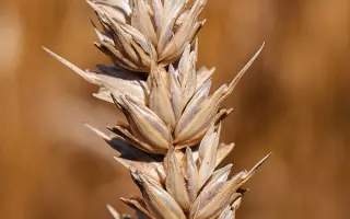 Licamero / Лікамеро