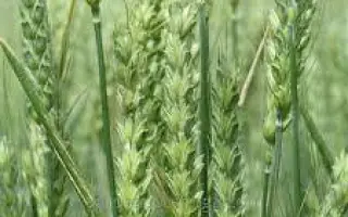 MATTHUS / МАТТУС