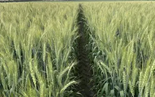 МІП Візерунок