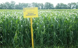 Оксамит миронівський