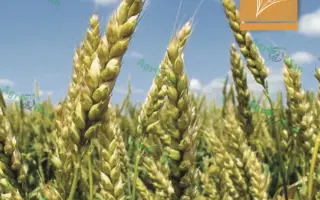 PS Petra / ПС Петра