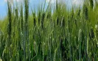 Registana / Регістана