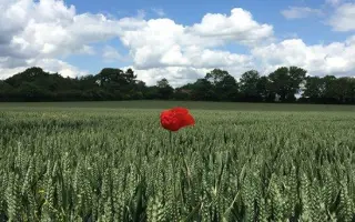 Septima / Септіма