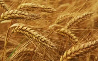 Струна миронівська