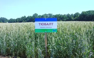 Tybalt / Тюбалт