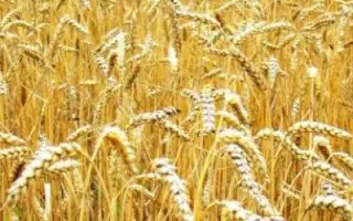 DIGANA / ДІГАНА