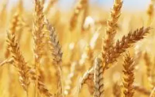 Днепрянка / Дніпрянка