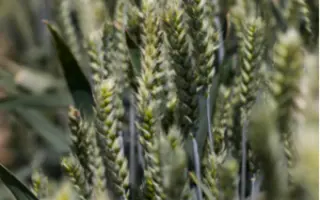 KWS Collada / КВС Коллада