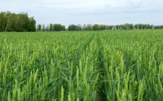 KWS Sunset / КВС Сансет