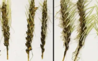 Ранняя 73 / Рання 73