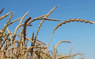 Attergauer Dinkel / Аттергауер Дінкель