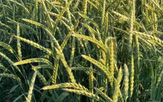 Вишиванка білоцерківська