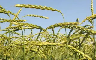 Mv Martongold / Мв Мартонголд