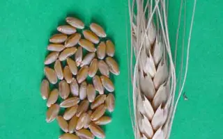 ANVERGUR / АНВЕРГЮР