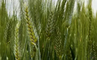 BG Duriamo 2S / БГ Дуріамо 2С