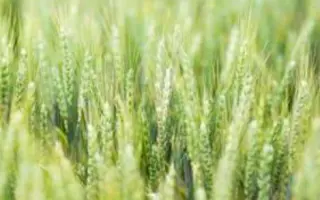 LUPIDUR / ЛУПІДУР