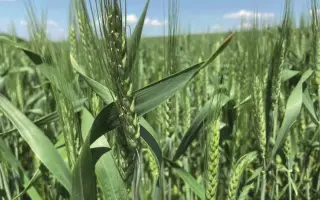 Мармуровий