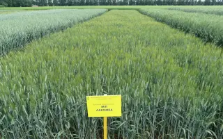 МІП Лакомка