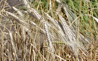 Tennodur / Теннодур